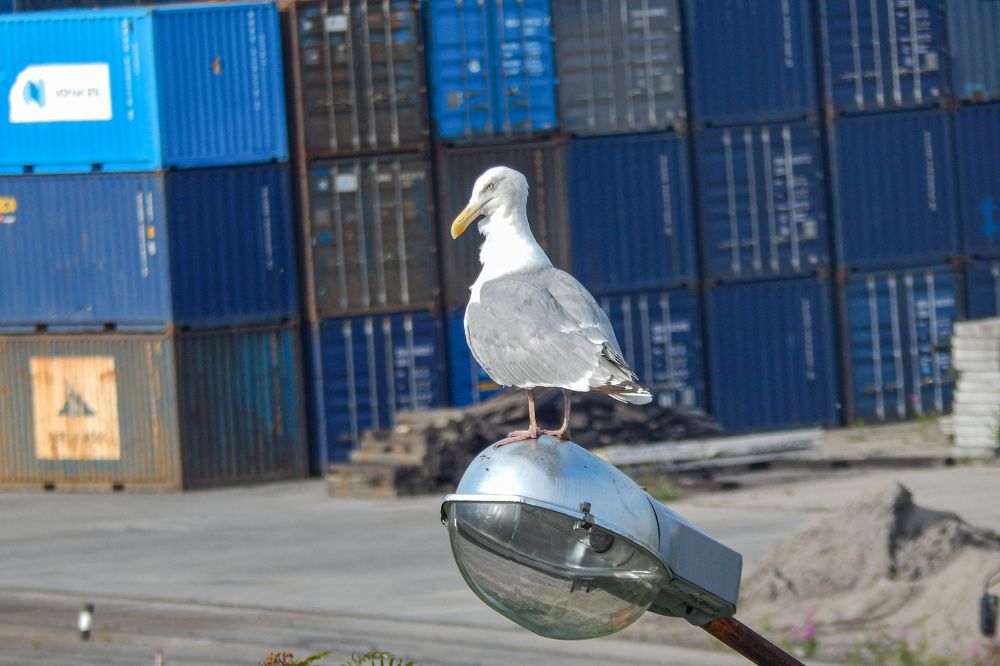 Photograph by Карина Заводчикова