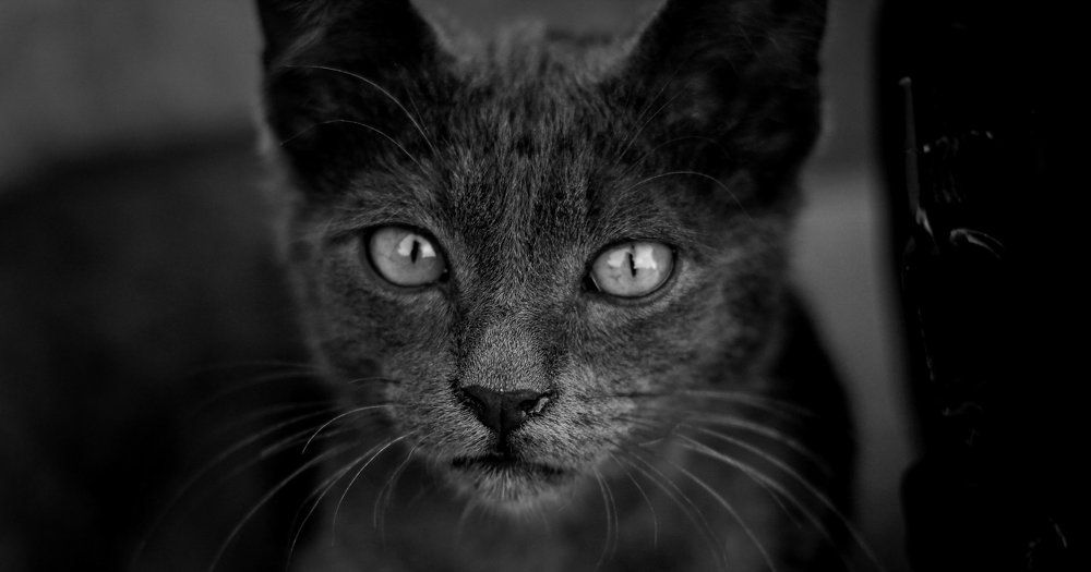 Фотография автора Mikheil Darsavelidze