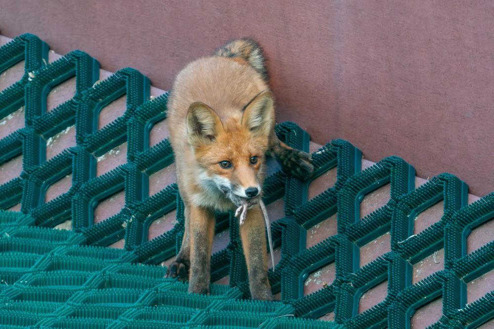 А ну-ка, отними!