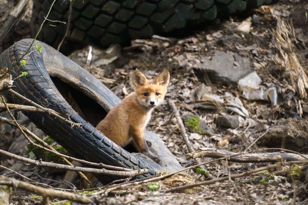 Поиграем в "Ку-ку"