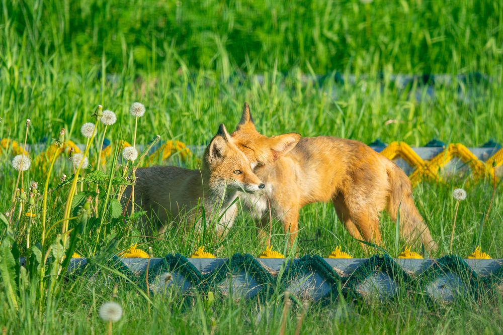 Мамина любовь