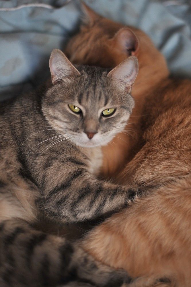 Фотография автора Ольга Пушленкова