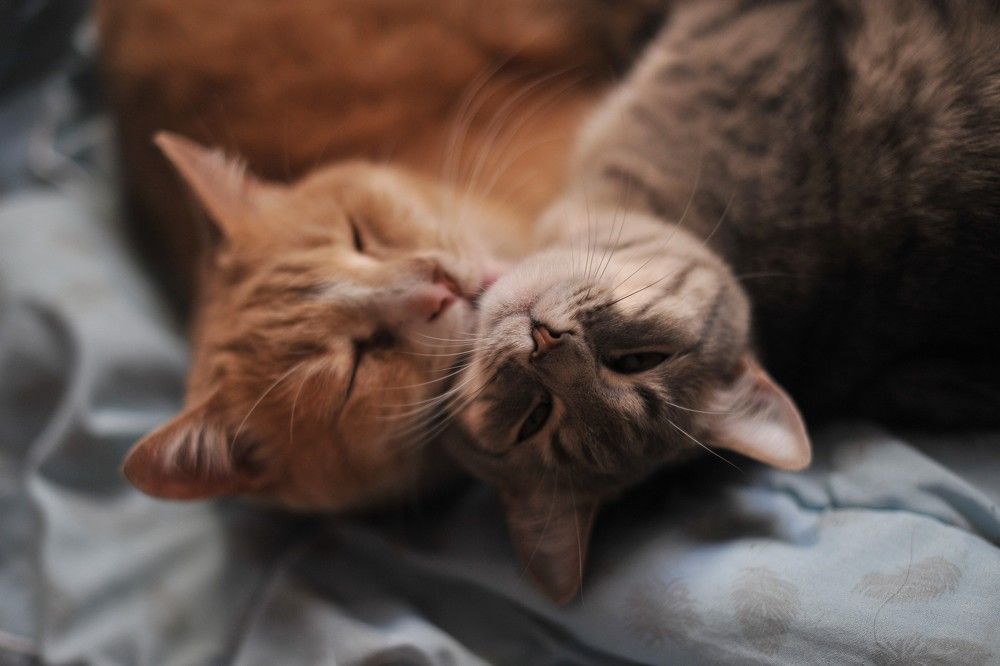 Амур и Луня