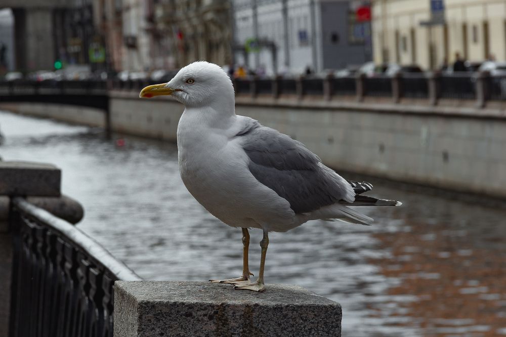 Photograph by Влад Сорокин