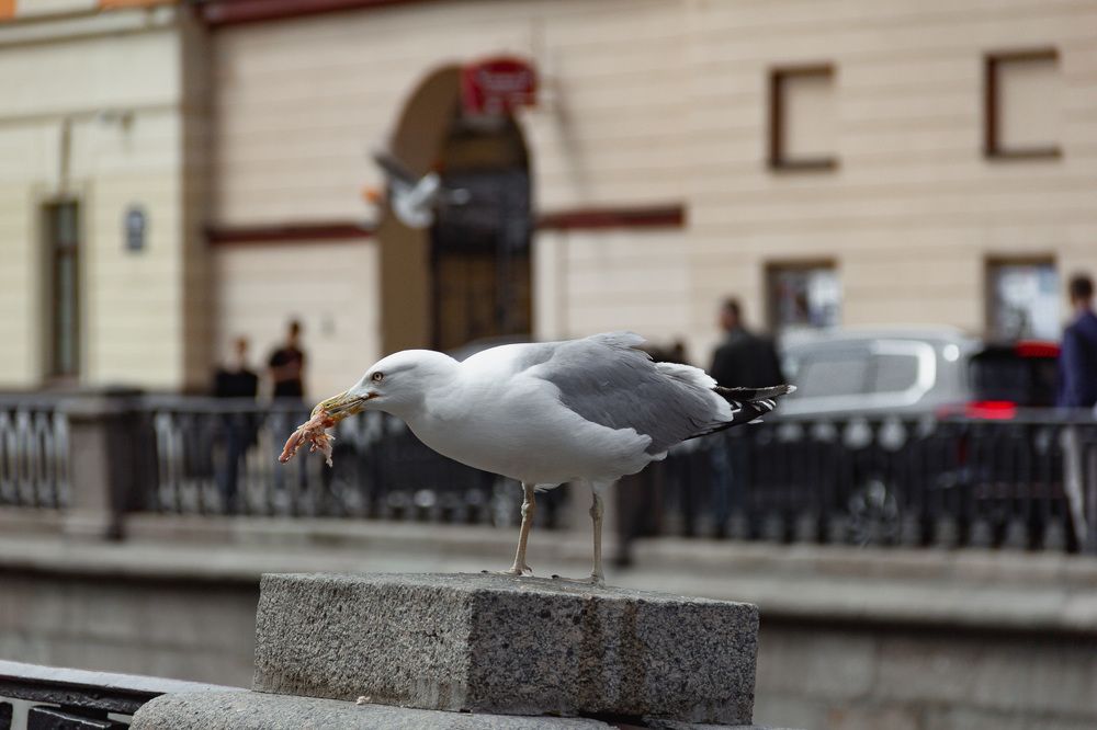 Photograph by Влад Сорокин