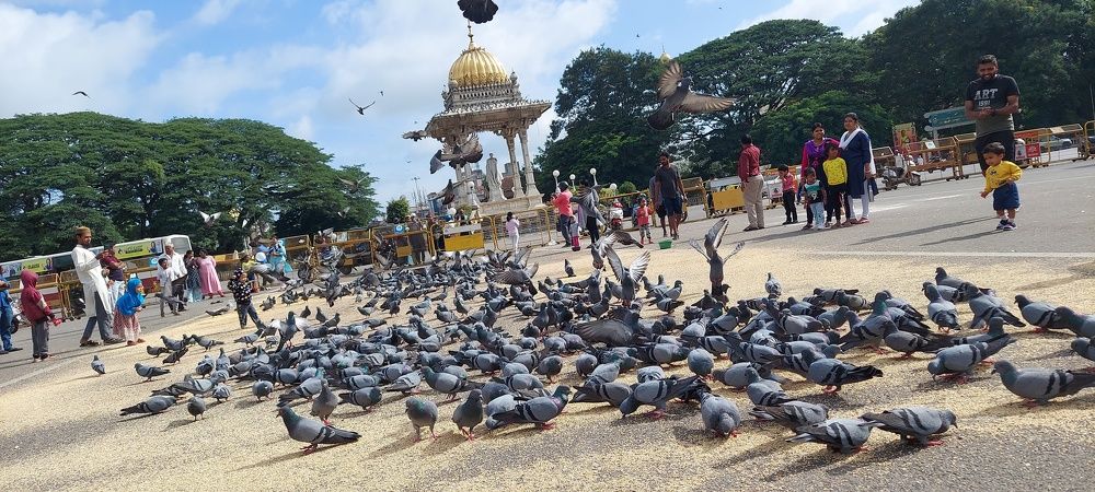 Photograph by Pradyumna K P