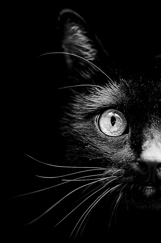 The black cat