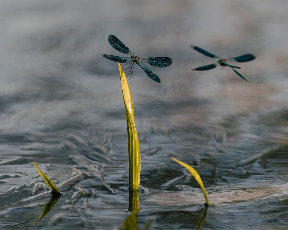 Эскадрилья