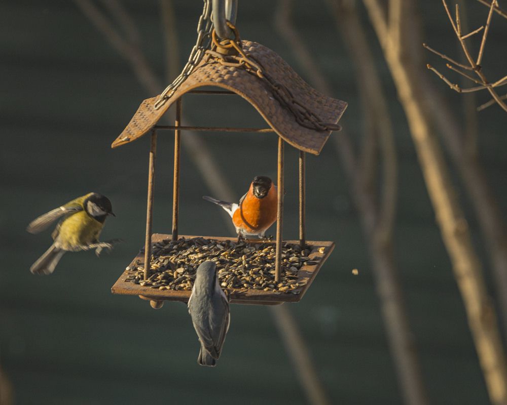 Photograph by ИРЕНА Цурпал