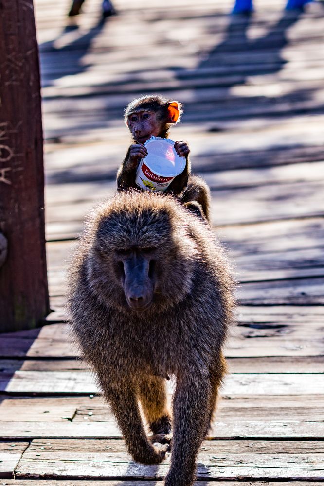 Photograph by Trivet Antony