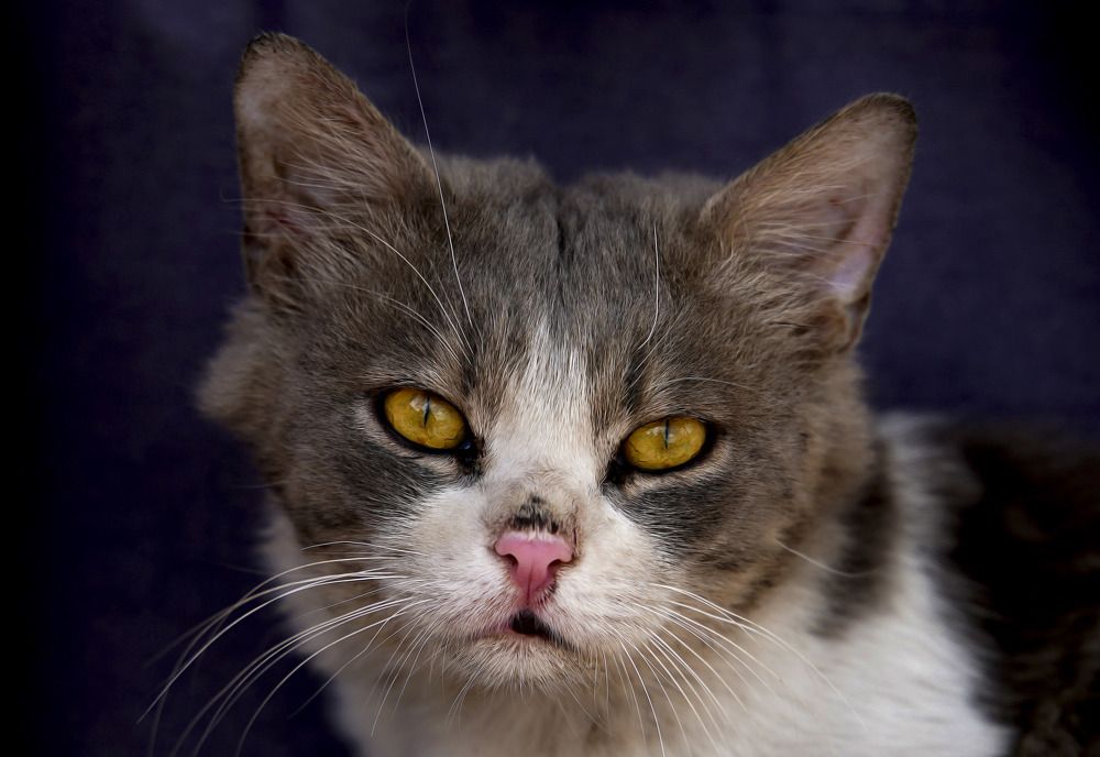 Photograph by Raed Victor Saad