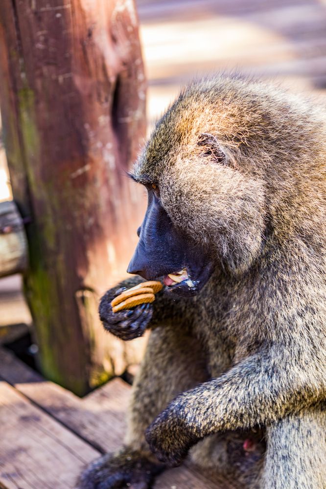 Photograph by Trivet Antony