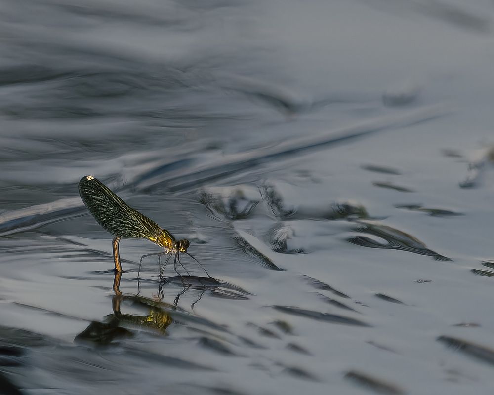 Водная нимфа