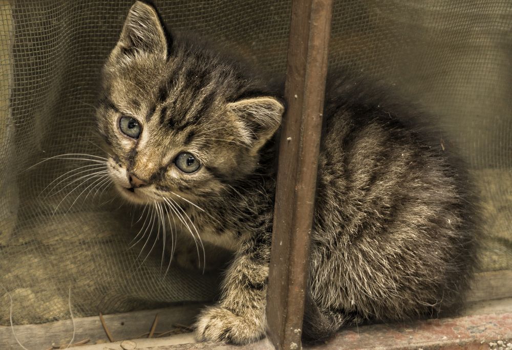 Фотография автора Milena Ivanova