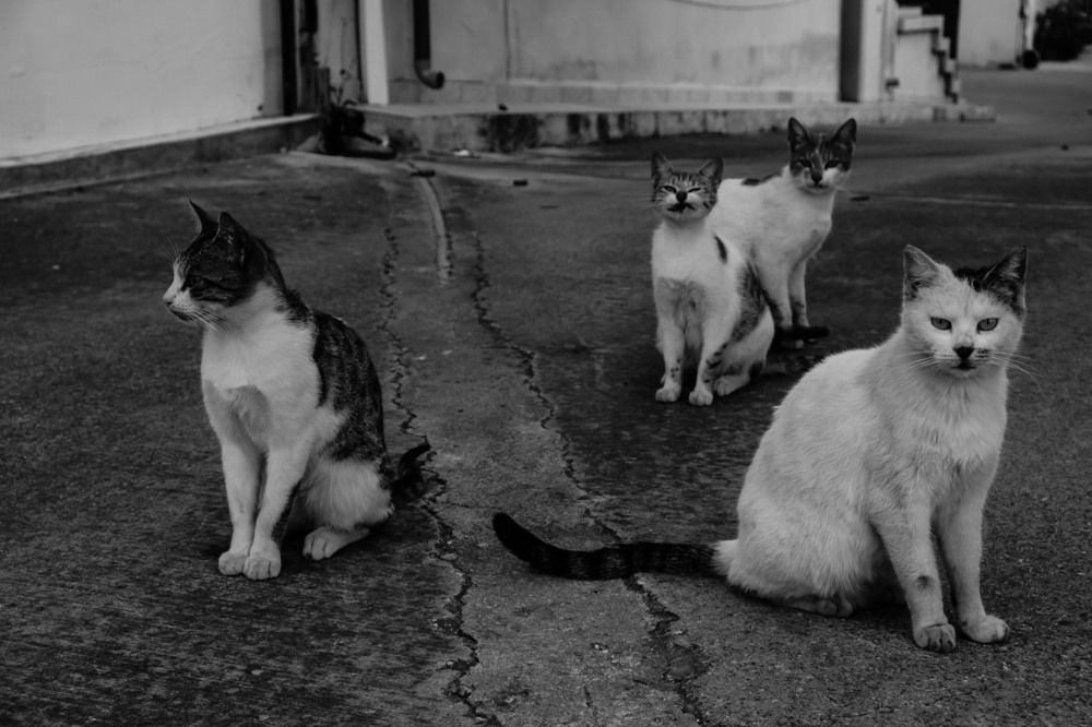 Photograph by Ирина Тен