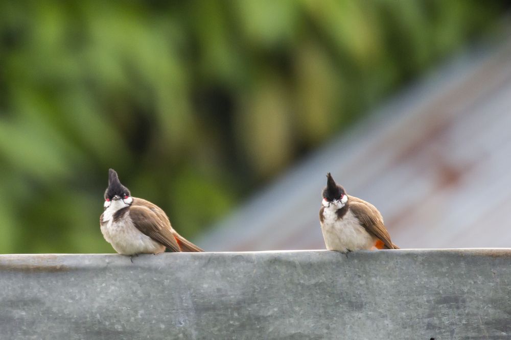 Photograph by HOANG MINH