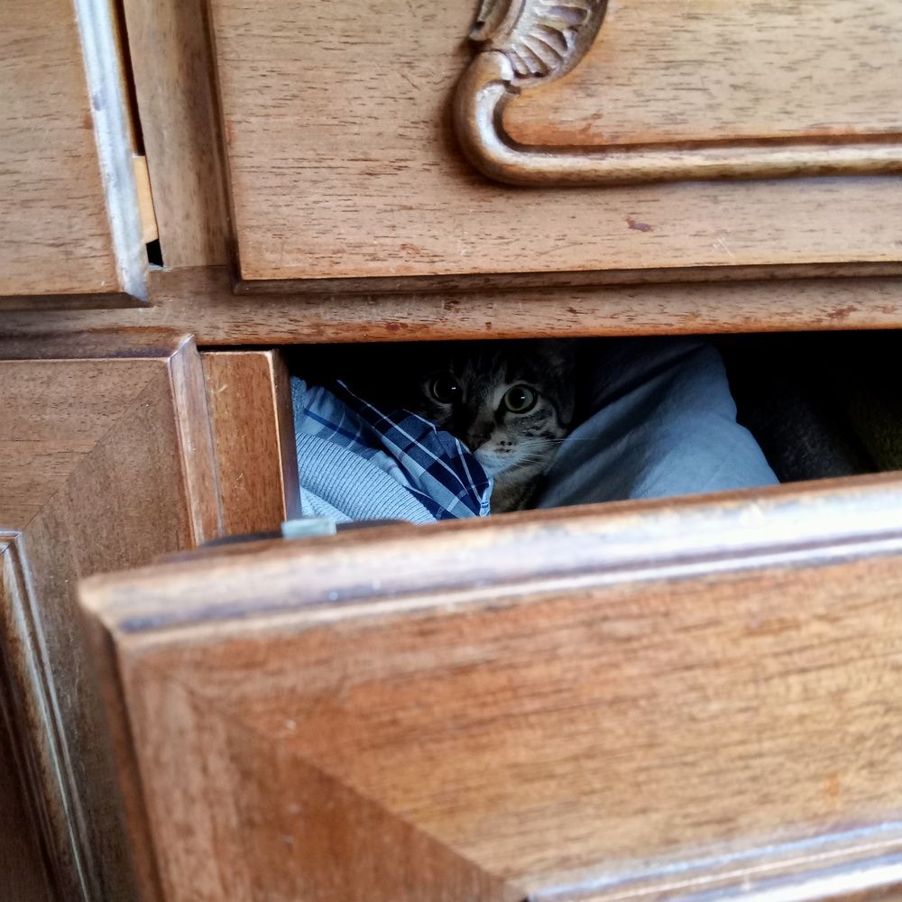 Photo #10810095