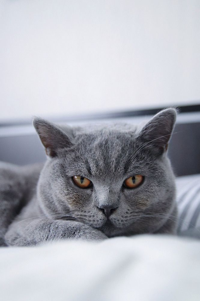 Фотография автора Наталья Боярина