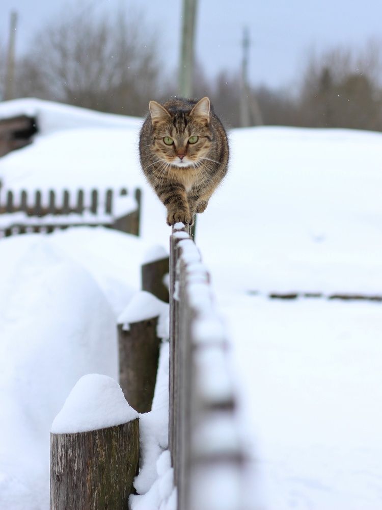 Photograph by Андрей Шестаков