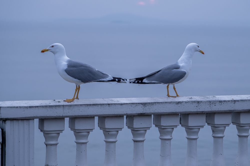 Photograph by Danail Dimov