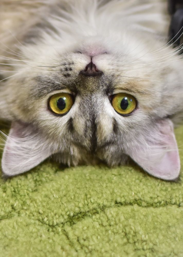 Photograph by Аверьянова Наталья