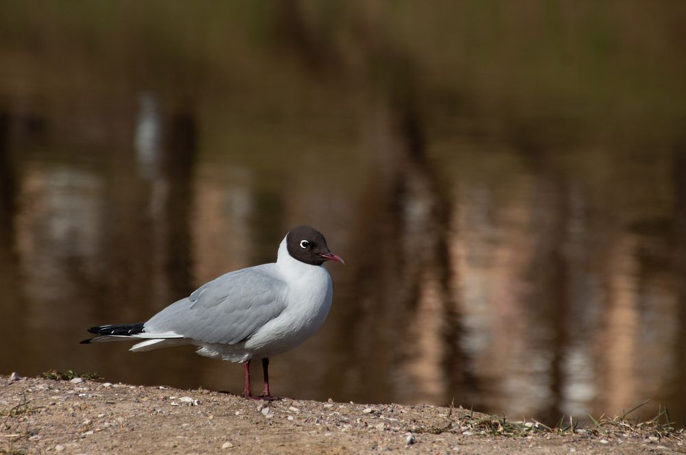 Photograph by Светлана Сипрова
