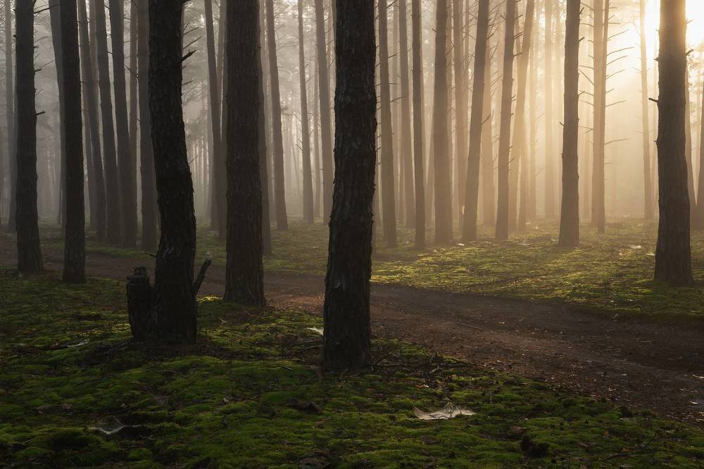 Утренний лес