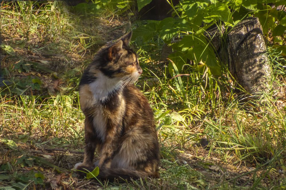 Photograph by Цветков Сергей