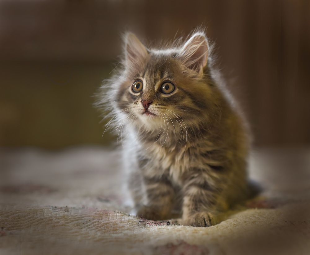 Photograph by Ольга Слободянюк