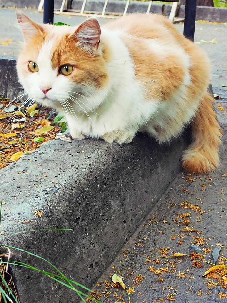 Photograph by Виталий Черепенькин