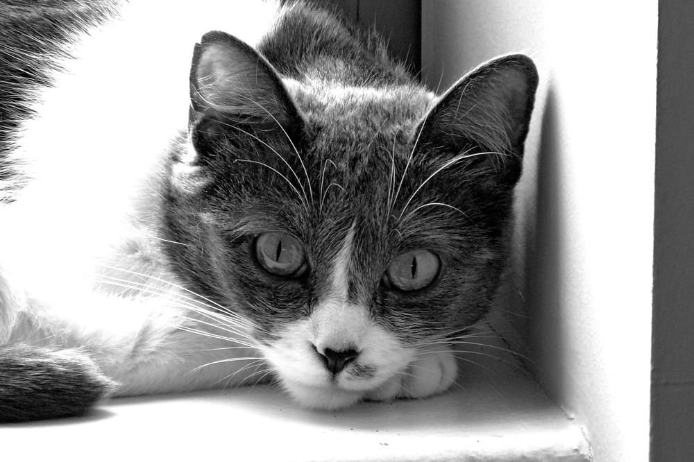 Photograph by Norayr Khazhakyan