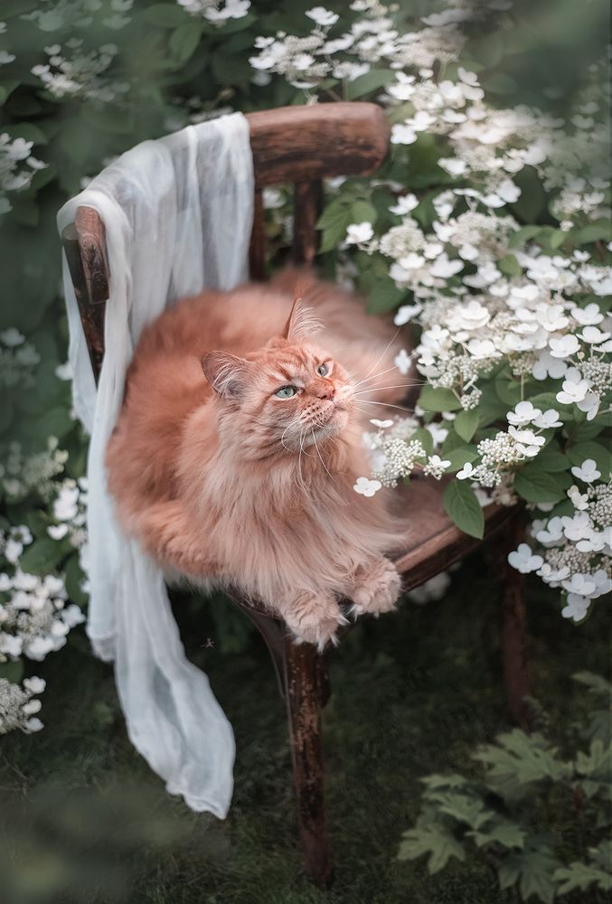 Летние мечты