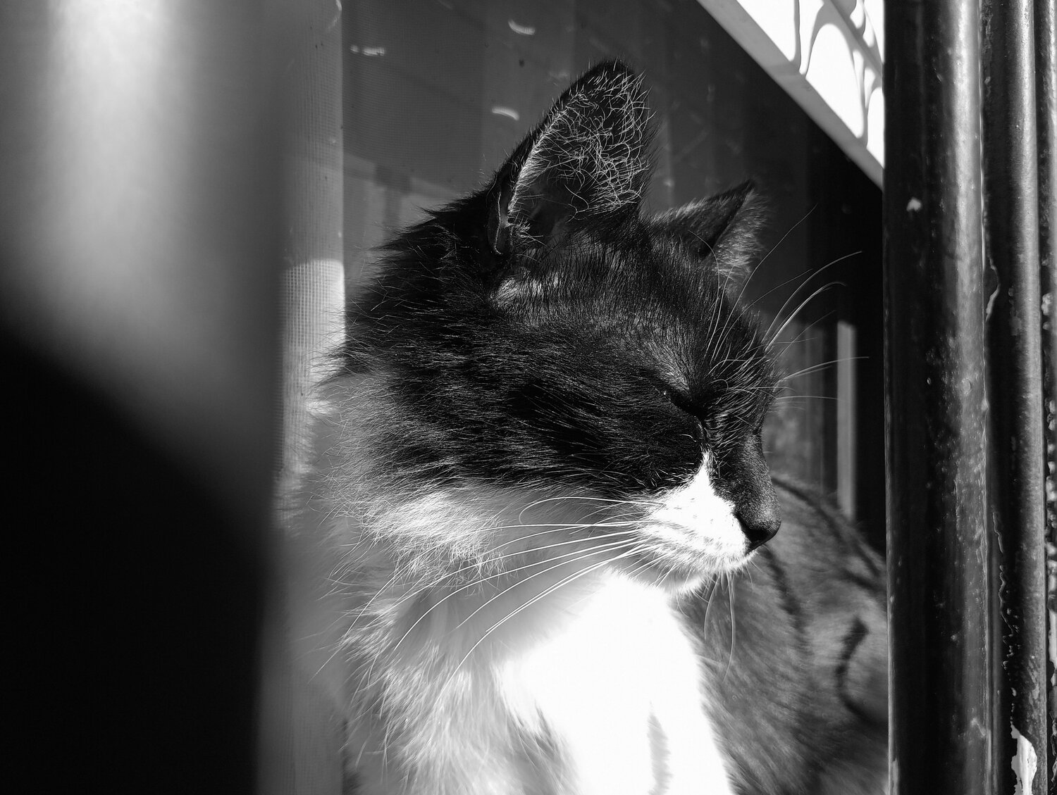 Photo #10810781