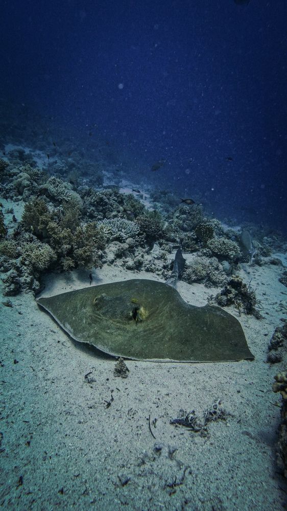 Photograph by Мария Берёзка