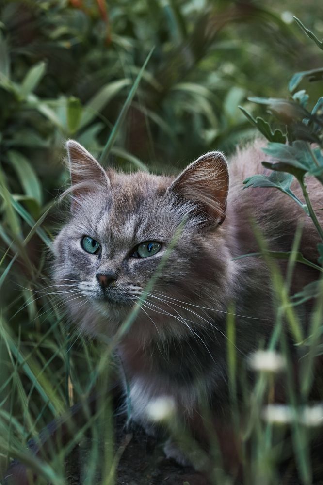 Изумрудные глазки