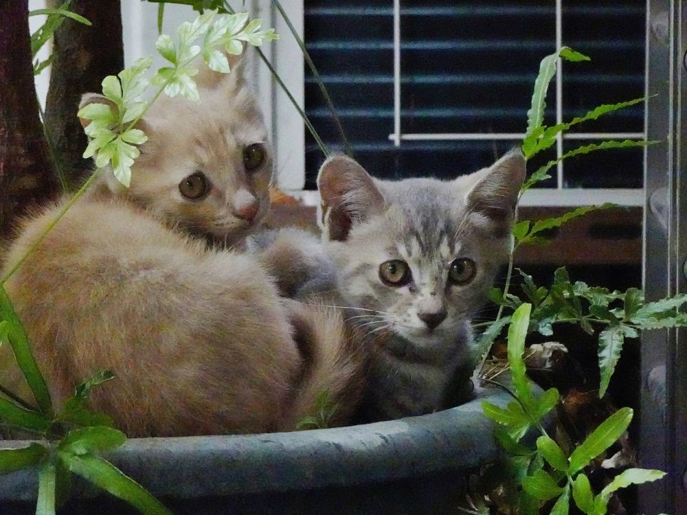 Photograph by Yi Tang Wang