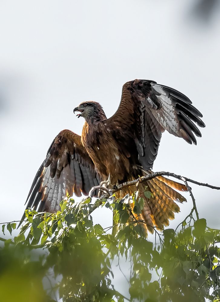 Photograph by Николай Диордиев