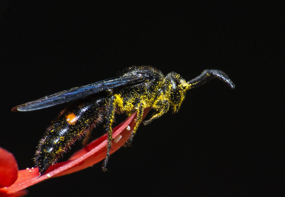 Painted with Pollen Grain