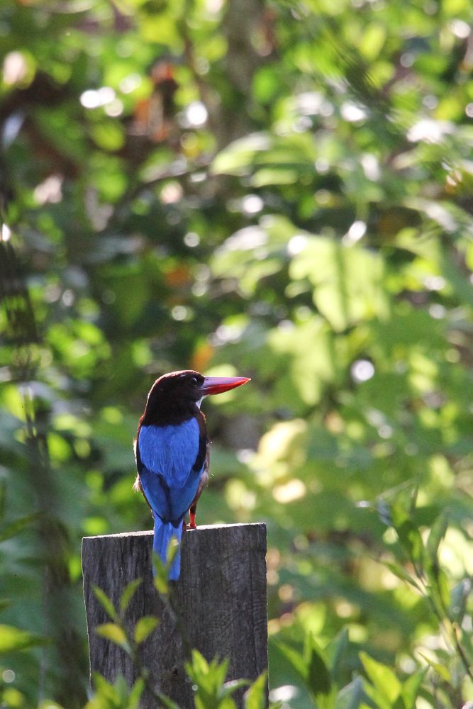 Photograph by Dewindu H. Fernando