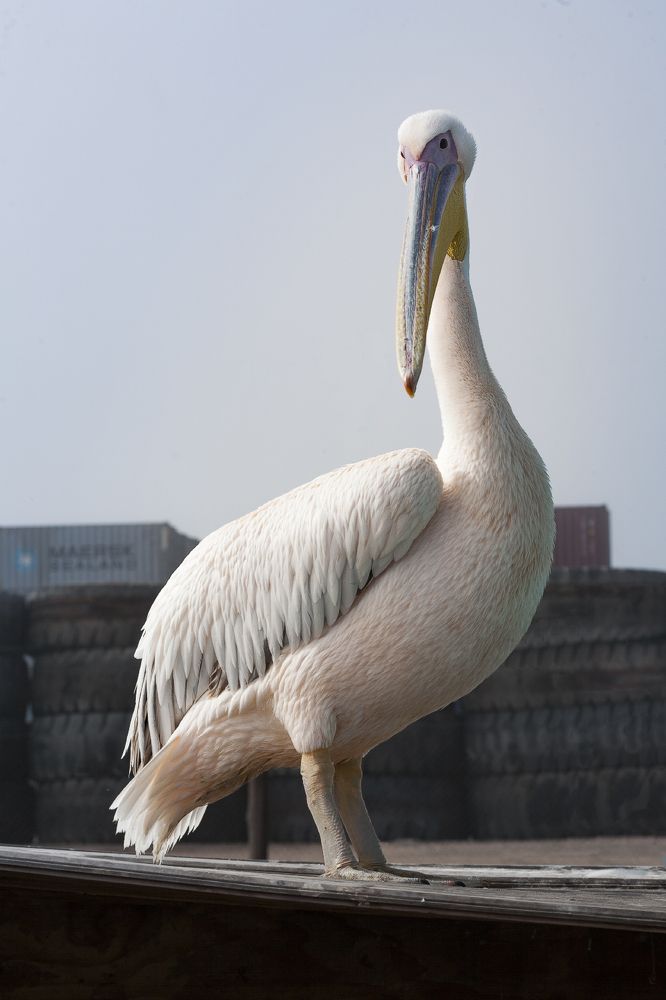 Фотография автора Анатолий