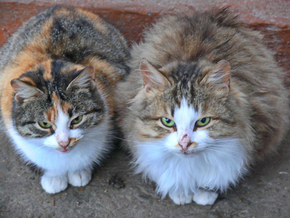 Фотография автора Анатолий Борисов