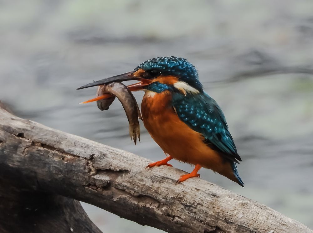 Common Kingfisher with Kill