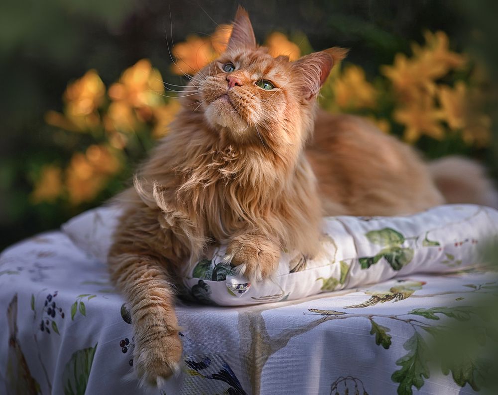 Где птичка?