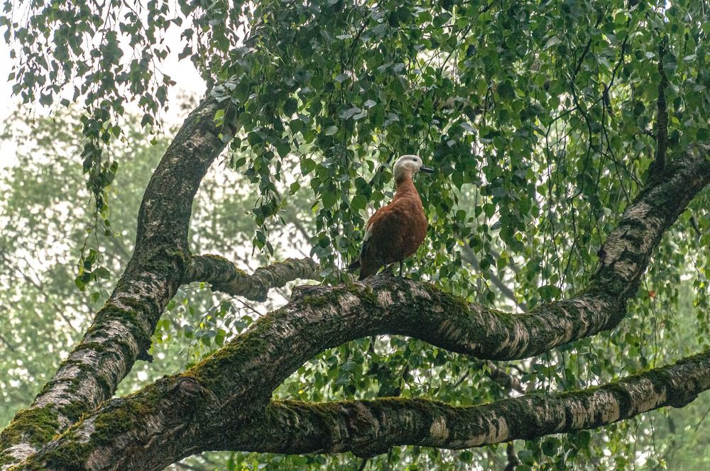 Photograph by Vladimir  Komarov