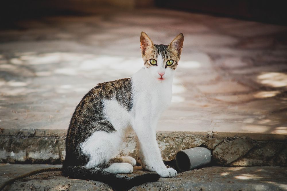 Фотография автора Ману Фалько