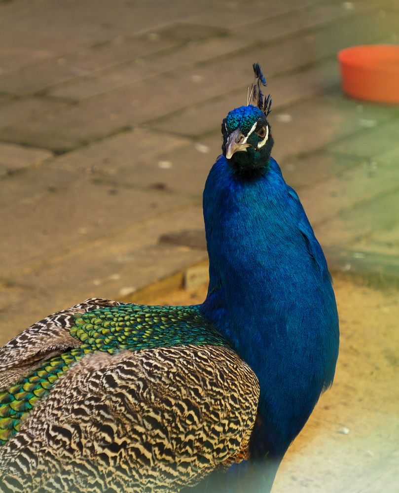 Photograph by Нина Кулинцева