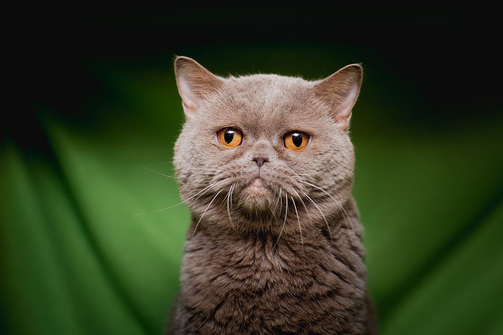 Фотография автора Ману Фалько