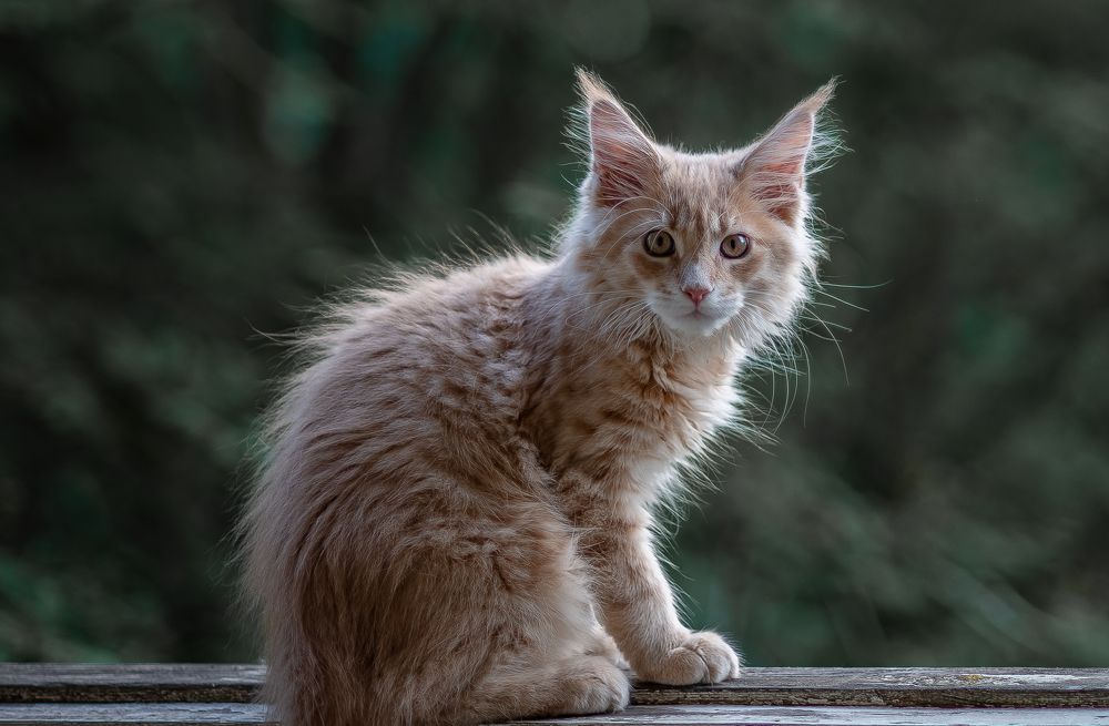 Photograph by Валерий Сарак