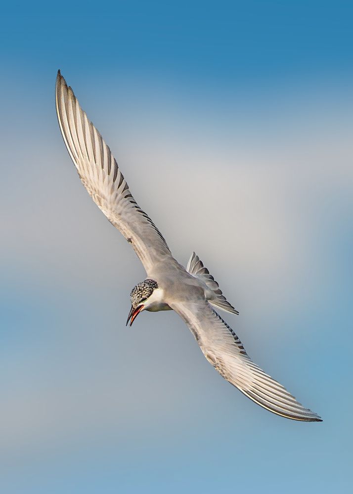 Photograph by Youssef Sabry