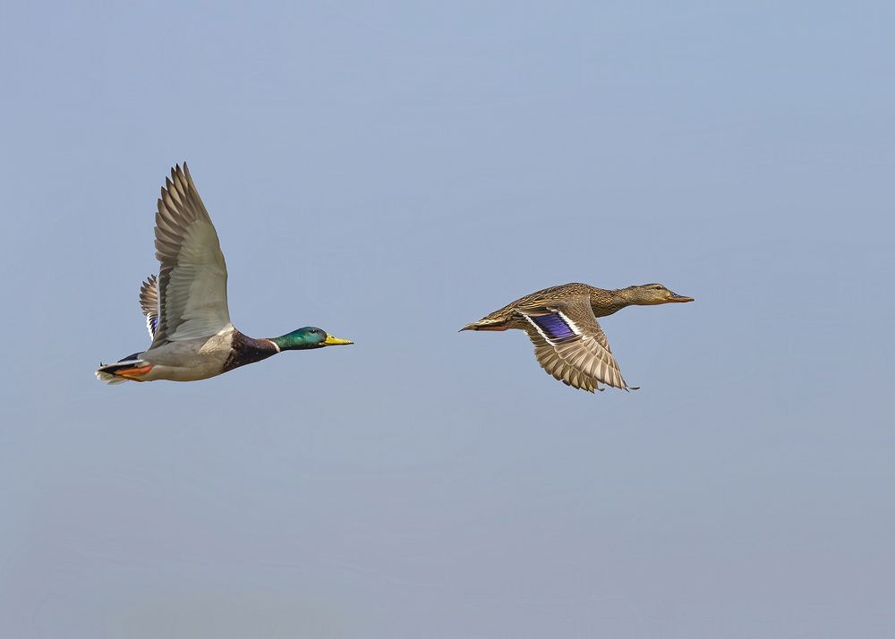 Photograph by Youssef Sabry